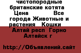 чистопородные британские котята › Цена ­ 10 000 - Все города Животные и растения » Кошки   . Алтай респ.,Горно-Алтайск г.